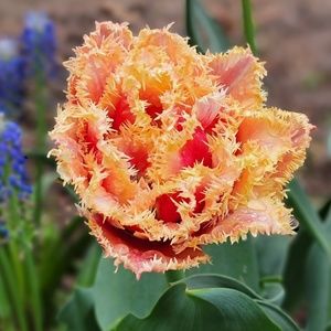 Meet your Posher, Tracie